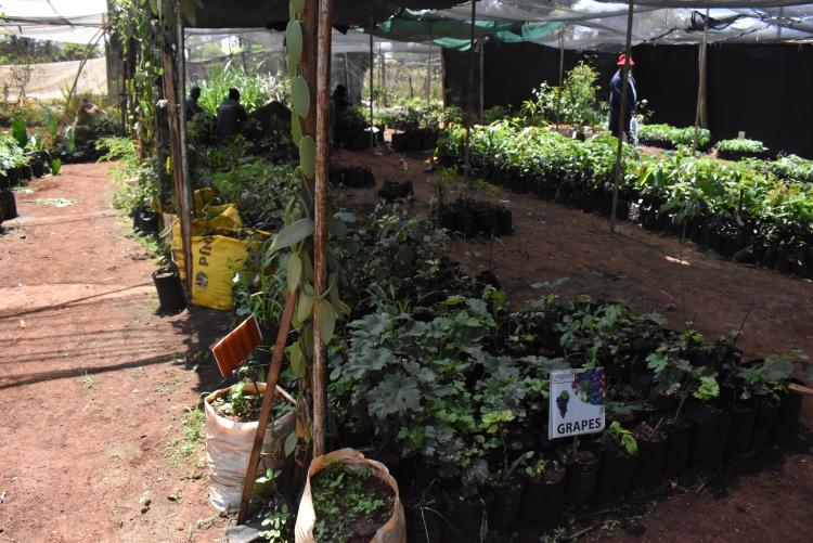 Agitech Seedlings visit