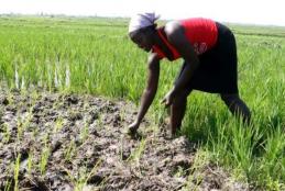 Lady Planting Rice